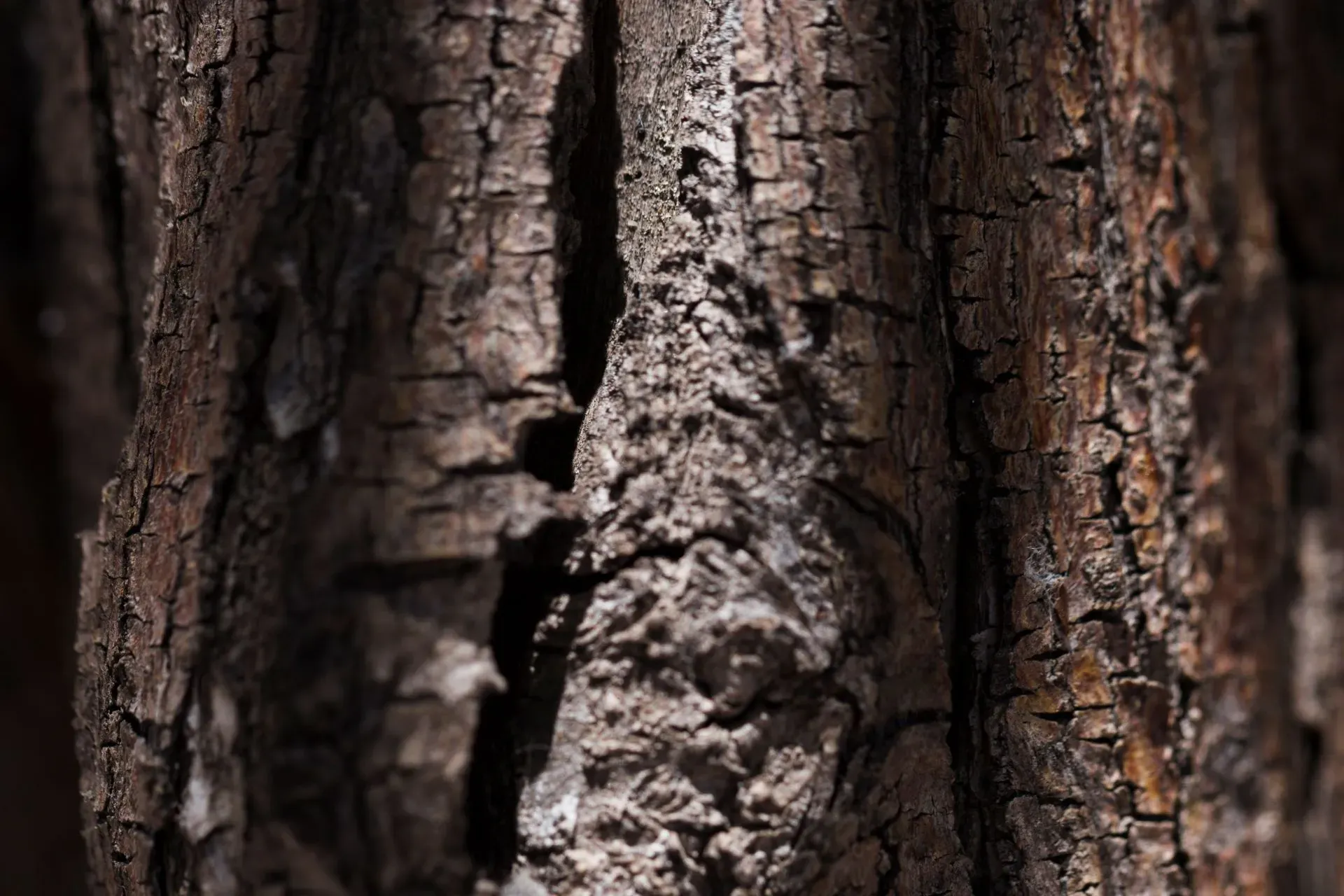 écorce de bois (3)webp