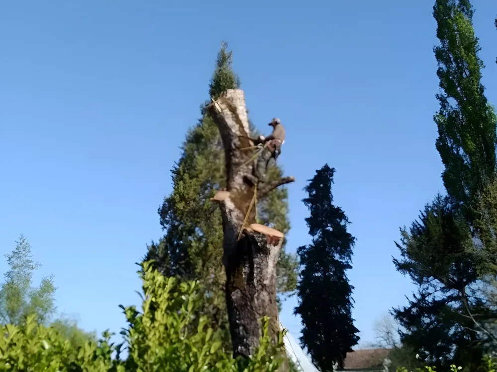 élagueur à Angoulême 