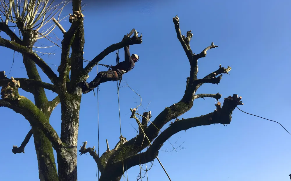 coupe d'arbre à Angoulême 