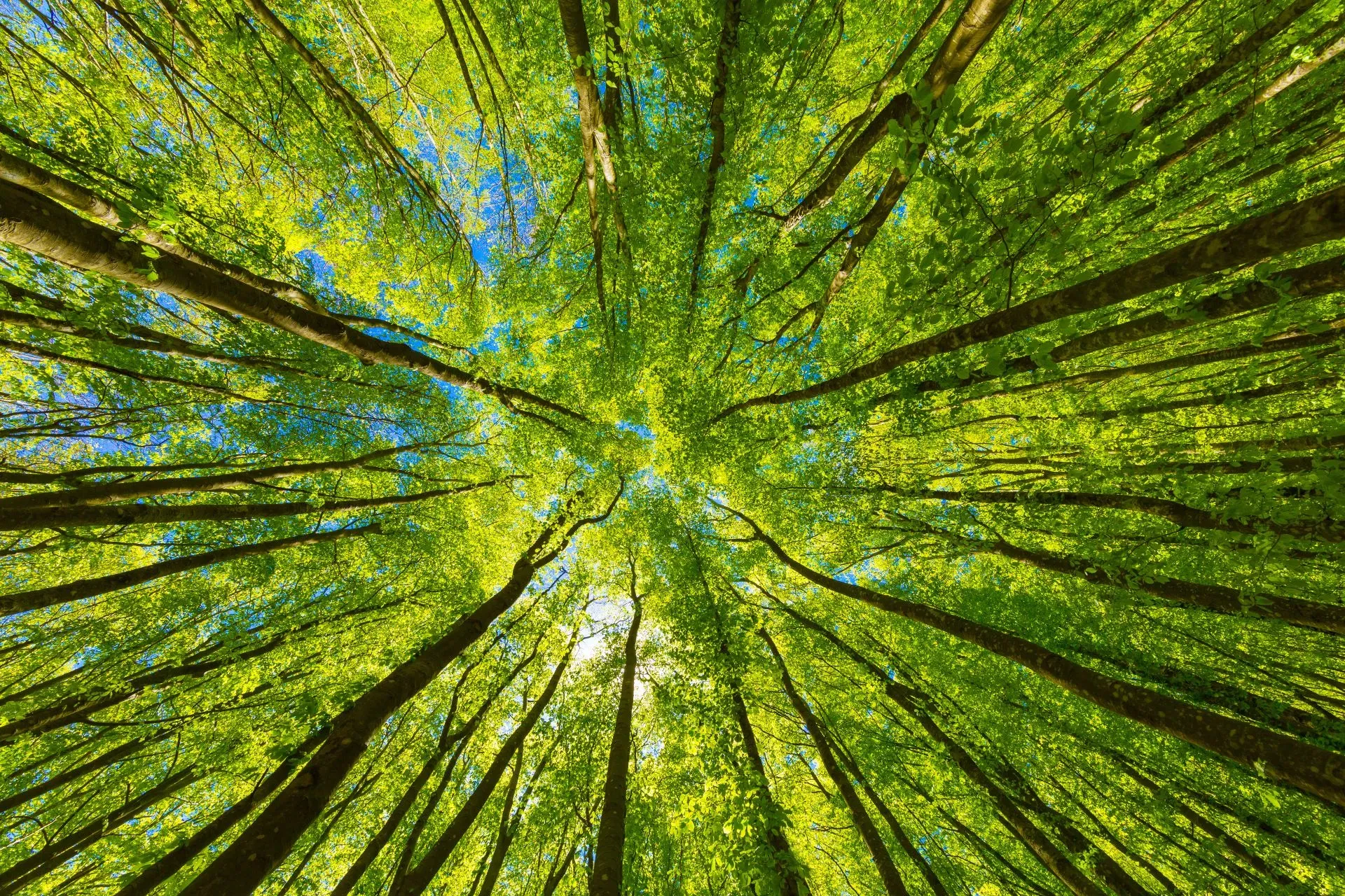 arbres