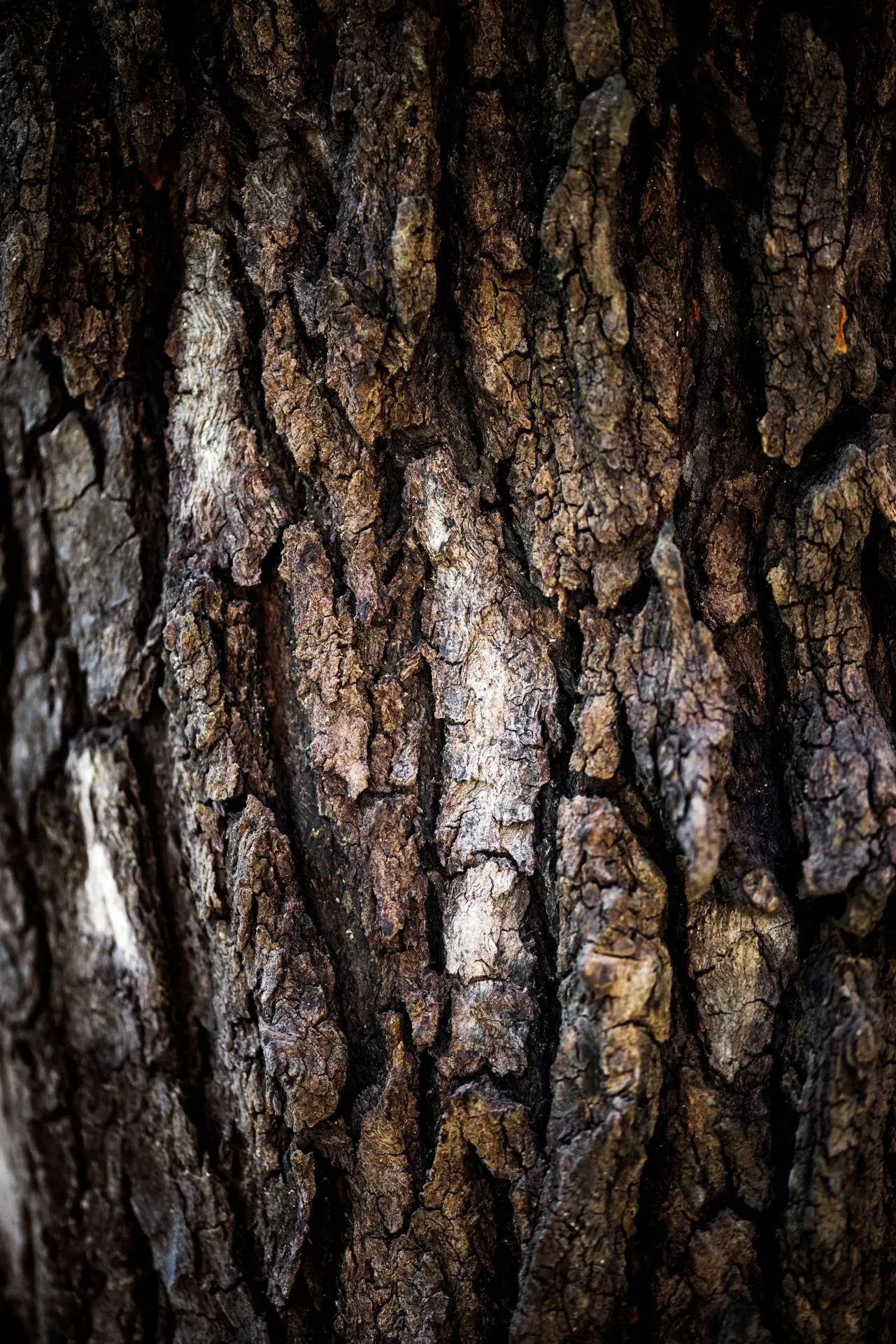 écorce de bois (2)webp