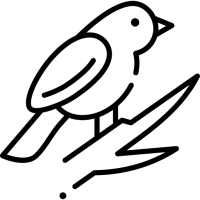 oiseaux