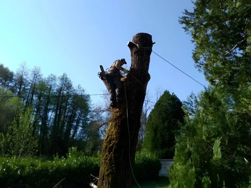 abattage à Angoulême 