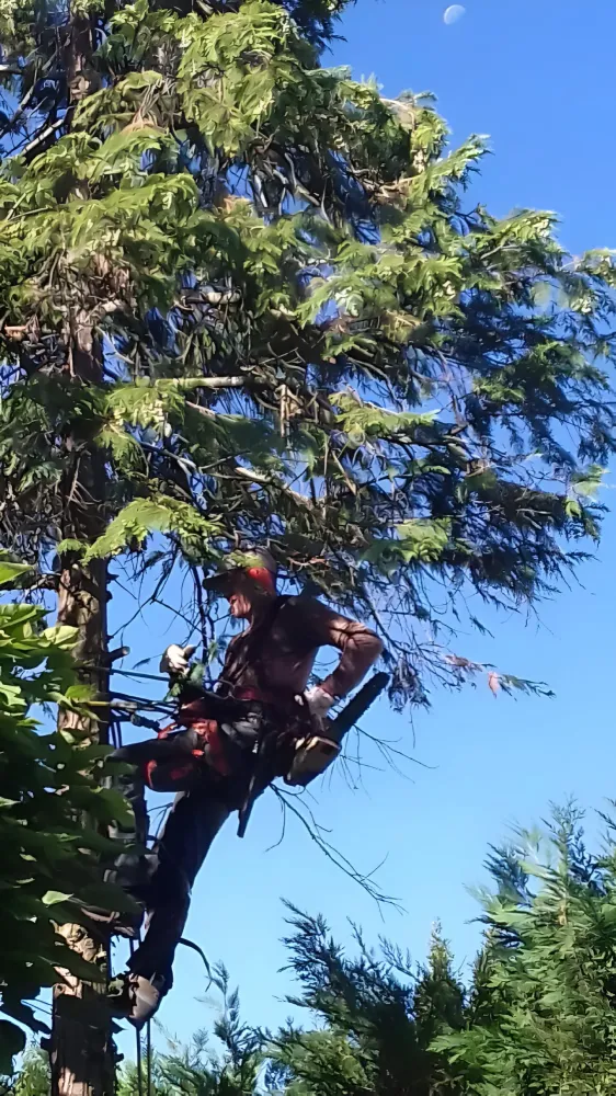 taille douce à Angoulême 